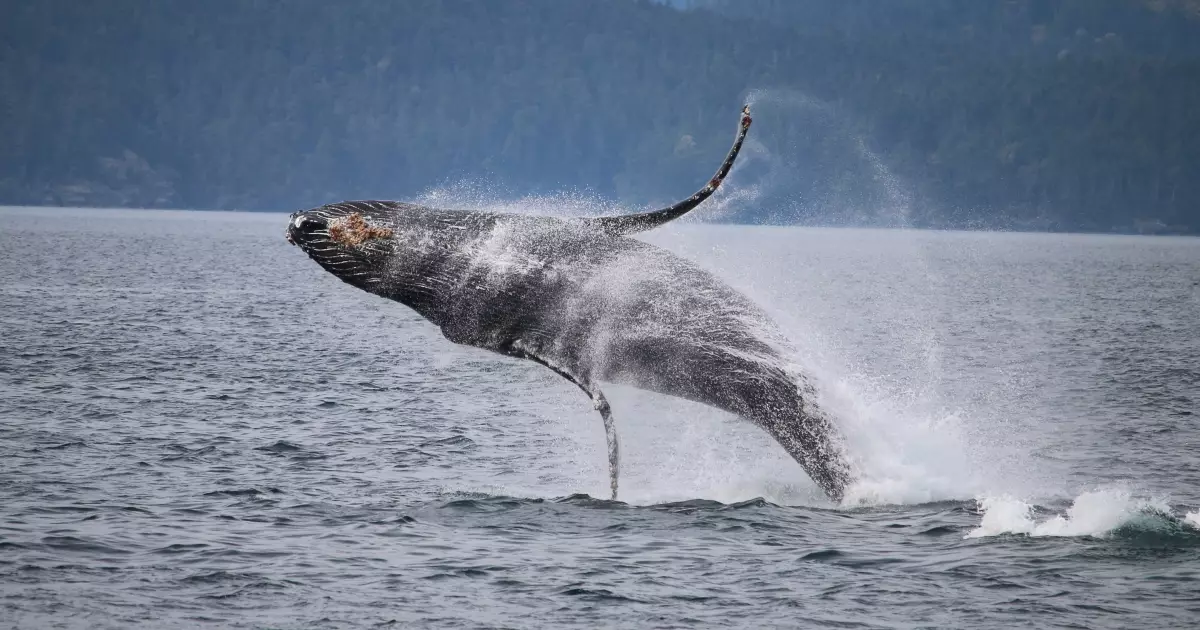SAGUENAY / TADOUSSAC / QUÉBEC